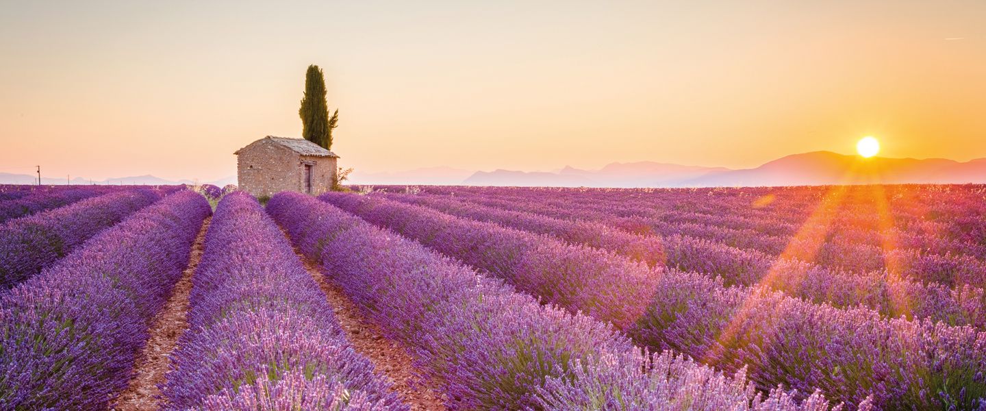 Lavendelblüte in Istrien - Kroatien / Istrien
