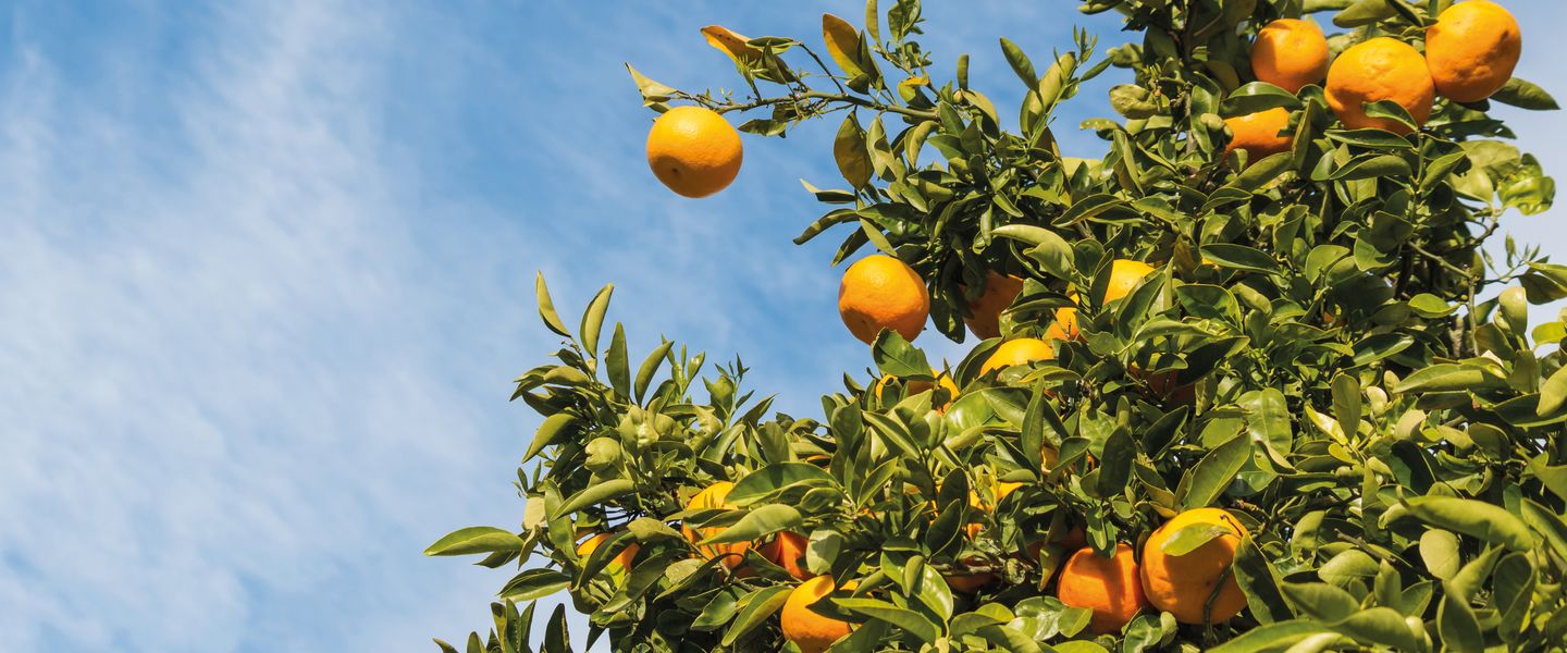Mandarinenernte im Neretvatal - Kroatien / Makarska Riviera
